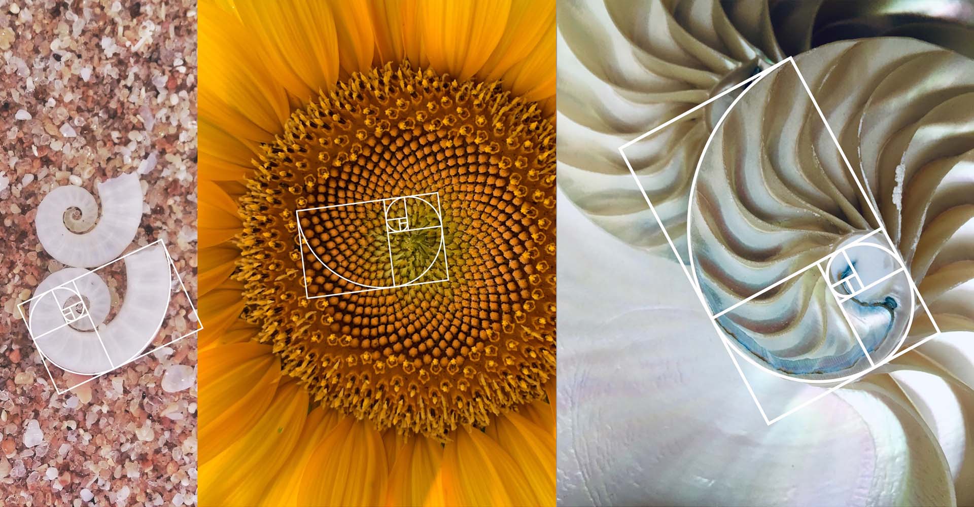 Nautilus Muschel und Sonnenblume